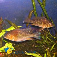 Акарихт Геккеля  Acarichthys heckelii (Geophagus thayeri)