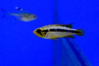 Апистограмма Агассица Аленкер  Apistogramma agassizii
