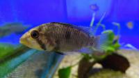 Апистограмма Барлоу  Apistogramma barlowi