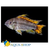 Апистограмма Какаду  Apistogramma cacatuoides (A. cacaduense)