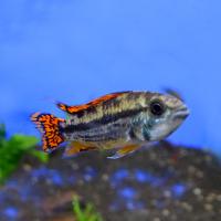 Апистограмма Какаду Двойная красная  Apistogramma cacatuoides (A. cacaduense)