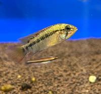 Апистограмма Макмастера  Apistogramma macmasteri