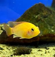 Апистограмма Макмастера золотая  Apistogramma macmasteri