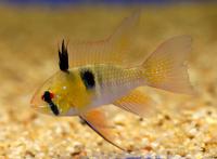 Апистограмма Рамирези  Microgeophagus ramirezi (Apistogramma, Papiliochromis ramirezi)