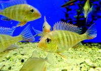 Геофагус красноголовый  Geophagus sp. Tapajos