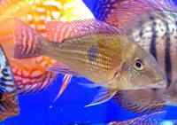 Геофагус Свена Парана  Geophagus sveni Parana
