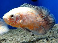 Астронотус-оскар красный альбинос  Astronotus ocellatus var.