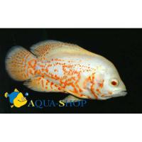 Астронотус ореховый альбинос  Astronotus ocellatus var.