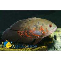Астронотус вуалевый  Astronotus ocellatus var.