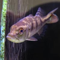 Цихла монокулюс  Cichla monoculus