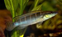 Креницихла длиннорылая  Crenicichla compressiceps