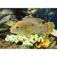 Акара бирюзовая SAequidens rivulatus