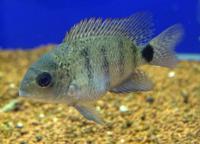 Циxлазома серебряная  Cichlasoma argentea (Maskaheros argenteus)