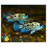 Цихлазома Блю демпси  Rocio octofasciata Blue Dempsey