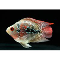 Цихлазома Фловер Хорн короткотелая  Cichlasoma sp. Flower horn