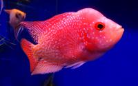 Цихлазома Фловер Хорн - Золотой Камфа  Cichlasoma sp. Golden Base Kamfa Flowerhorn