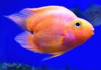 Попугай сердцевидный красный  Cichlasoma sp. (гибрид)