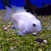 Попугай платиновый SCichlasoma sp. (гибрид)