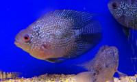 Попугай Кирин  Cichlasoma sp.