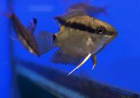 Мезонаута удивительная  Mesonauta mirificus