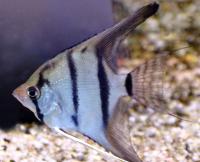 Скалярия Перуанский альтум  Pterophyllum sp.