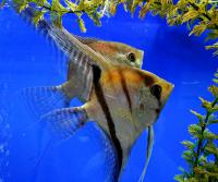 Скалярия Манакапуру  Pterophyllum scalare sp. Manacapuru