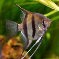 Скалярия зебра  Pterophyllum scalare var.