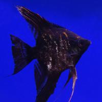 Скалярия черная мраморная  Pterophyllum scalare var.