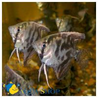 Скалярия леопардовая  Pterophyllum scalare var.