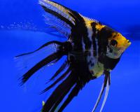Скалярия мраморная вуалевая  Pterophyllum scalare var.