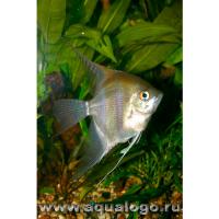 Скалярия золотая красноглазая  Pterophyllum scalare var.