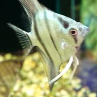 Скалярия голубая бриллиантовая  Pterophyllum scalare var.