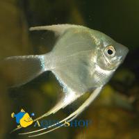 Скалярия серебряная  Pterophyllum scalare var.