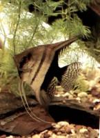 Скалярия ангел  Pterophyllum scalare var.