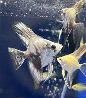 Скалярия Синий Призрак  Pterophyllum scalare var.