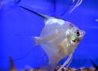 Скалярия Параиба  Pterophyllum scalare Paraiba