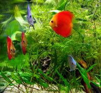 Дискусы разные  Symphysodon sp.