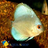 Дискус кобальт - сплошной  Symphysodon aequifasciatus var.