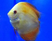 Дискус желтый кристалл  Symphysodon aequifasciatus var.