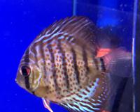 Дискус красный жемчуг  Symphysodon aequifasciatus var.