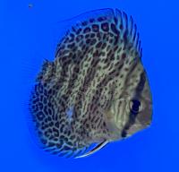 Дискус леопардовый (сорт A)  Symphysodon aequifasciatus var.