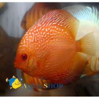 Дискус электрик  Symphysodon aequifasciatus var.