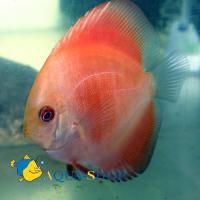Дискус призрак  Symphysodon aequifasciatus var.