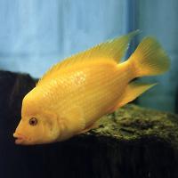 Циxлазома цитринеллум  Amphilophus citrinellus (Cichlasoma citrinellum)