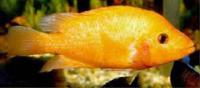 Цихлазома лабиатум  Amphilophus labiatus (Cichlasoma labiatum, Herichthys labiatus)