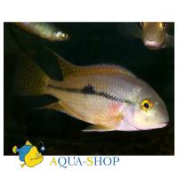 Цихлазома никарагуанская SHypsophrys nicaraguensis (Cichlasoma nicaraguense)