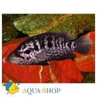 Цихлазома манагуанская  Parachromis managuensis (Cichlasoma managuense, Parapetenia managuensis)