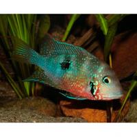 Цихлазома Эллиота SThorichthys ellioti