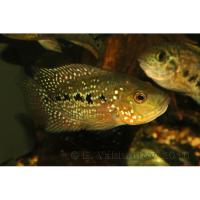 Цихлазома бриллиантовая красная  Herichthys cyanoguttatus Red