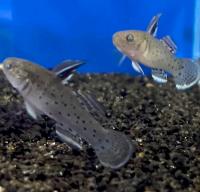 Бычок мраморный  Rhinogobius sp.